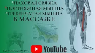 ПАХОВАЯ СВЯЗКА, ГРЕБЕНЧАТАЯ И ПОРТНЯЖНАЯ МЫШЦЫ в массаже. 