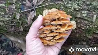 🍄ЗИМНИЕ ОПЯТА - FLAMMULINA VELUTIPES🍄