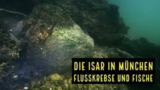 Isar - Die Unterwasserwelt der Fische und Flusskrebse in München