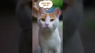 What The Fat!? Casual Conversation between my pets. 