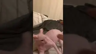 Sphynx cat named Semen attacks.