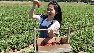 Vlog 305| Hái Dâu Ăn Tại Vườn Ở Mỹ. Ngon Ngọt Trái Chín Mọng - Washington State