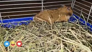 Hamster's house! Заселяем хомяка в дом!