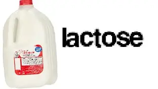 lactose intolerant mfs