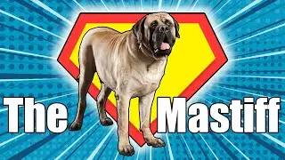 The English Mastiff - The World's Biggest Dog