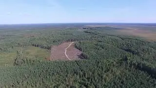 Весьегонск - окрестность - болото - брусника
