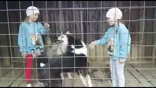 video 2766610959021