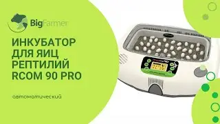 Сиамские кобры в инкубаторе Rcom 90 Pro