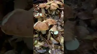 #funghi