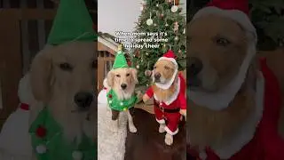 My dogs are not excited for Christmas 😐 