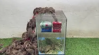 Best Mouse Trap Ideas at Home/Mouse trap elictric/Best Mouse Traps /Simple and effective  mouse trap