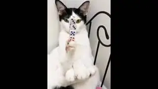 смешные котики