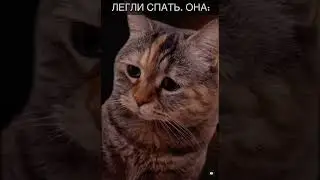 Котики 🐈‍⬛ Легли спать , а она… 