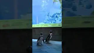 Penguin waddle 🐧 | 