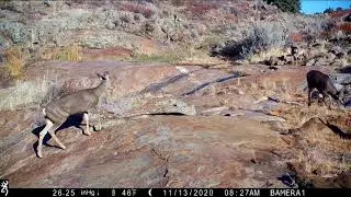 Southern Mule Deer Buck with Harem