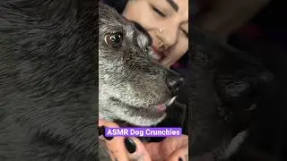 ASMR feeding my dog crunchy food- 