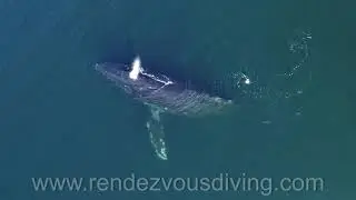 Rendezvous Dive Adventures