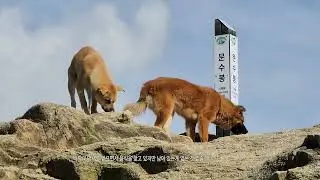 북한산 문수봉의 개들