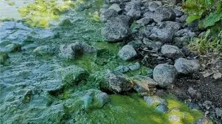 Greenish Blue Stream {Video by CiCi Roblox}