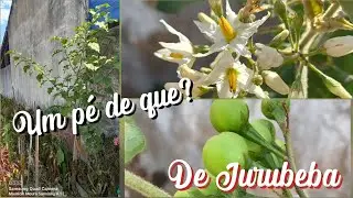 um pé de que? de Jurubeba!