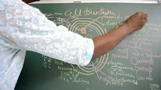 bacterial cell structure