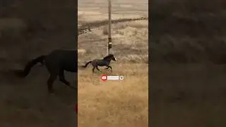 Айгыр пойызга шапты #horse #mz #жеребец #лошади