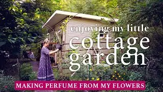 Enjoying my cottage garden + making perfume from my flowers (Story84)