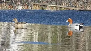 Весна утки  13. 05. 2021 (Пятлин-Печора)