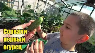 Ёжик. На теплом поле. Дед косит траву корове. Первый огурец. В пятку вонзился шип. Посадила тыкву.