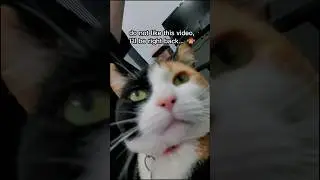 You BETTER Start Listening to the CAT!😂 #cat #shorts #funny