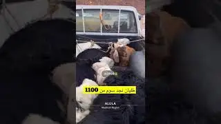 اسعار  الحلال بالعلا . الاربعاء  1446/2/24