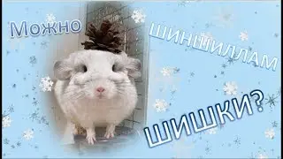 Можно ли давать ШИШКИ шиншиллам? Какие шишки можно давать ШИНШИЛЛАМ!