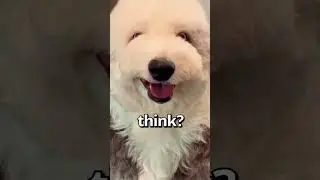 DO YOU THINK this Dog is CUTE 😱 | Wholesome Animals