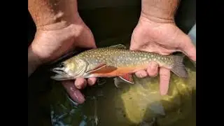 Catching fish with friends.fishing on bank of river.(2)