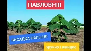 ПАВЛОВНІЯ. Простая и быстрая висадка сем'ян. Павловнія Шан-Тонг Супергібрид. SHANTONG SUPERСLONE