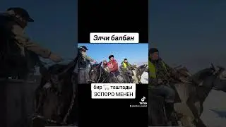 Элчи балбан бир койго таштады Эспоро менен