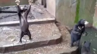 Aç Bırakılan Ayılar Yemek İçin Yalvarıyor