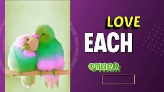 lovers birds@beauty of nature @Z6599 @B207