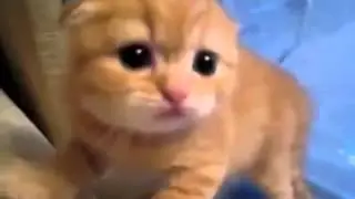 Котенок наводящий ужас!!   gangster wildlife