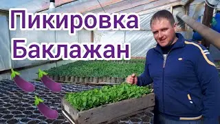 Пикировка Баклажан