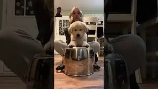 anjing yang lucu😂 #shortvideo #강아지 #dog #youtubeshorts #viral #fyp