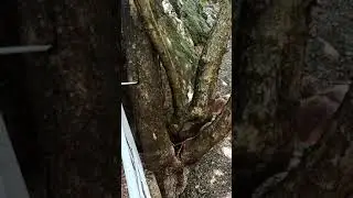Камень который в живую