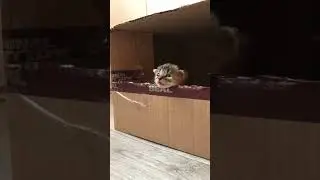 Котята ждут маму кошку #animals #животные #котики #котята