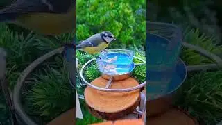 @Federn. Die Videos wurden zwischen 01.09.2024 - 06.10.2024 erstellt.🐦❤️ #video #birds #love #nature