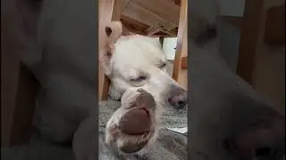 Пёс Генри храпит на кухне
