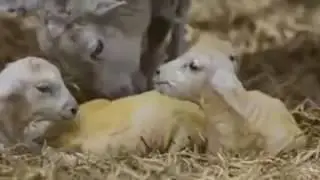 Video   animal