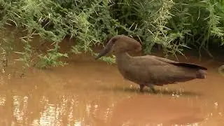 Hamerkop. Молотоглав (2526sp)