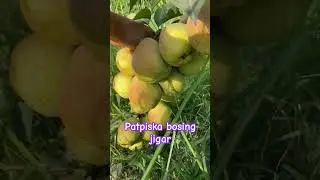 +998770086100 FARGʻONA QUVA LIMONKA NOK #uzbekistan #rec #fruit #fruitcultivation #recs #shortvideo