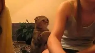 Котэ напрашивается на ласку