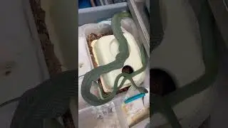 Breeding Snakes that Eat other Snakes comes with Hazards!
